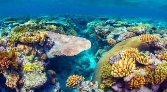 The Great Barrier Reef