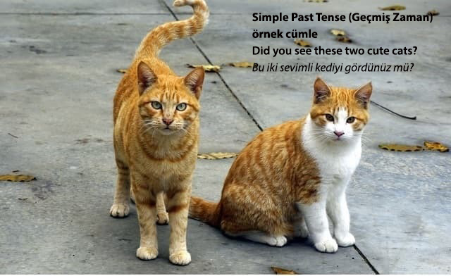 Simple Past Tense (İngilizce Geçmiş Zaman) örnek soru cümlesi
